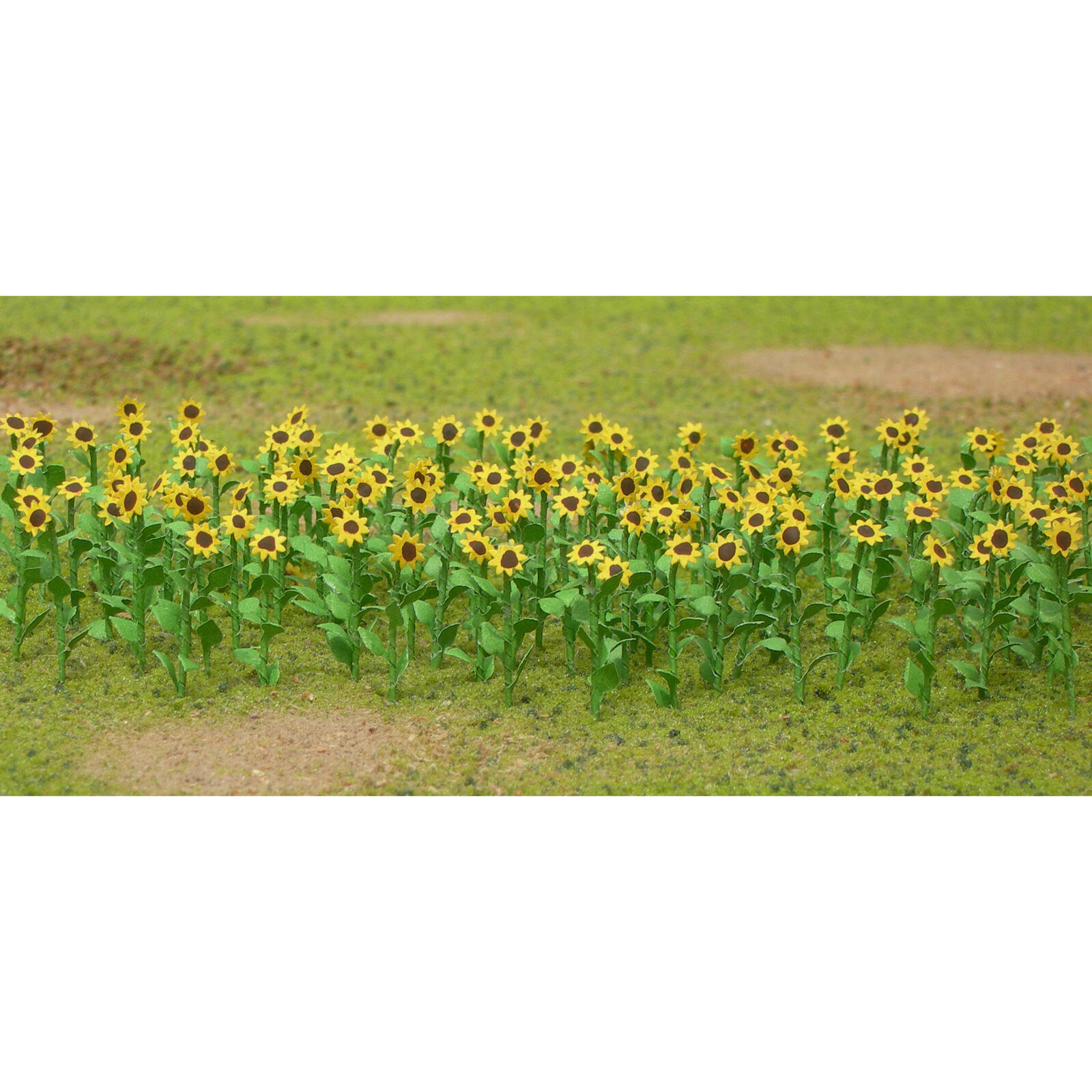 Sunflowers, 1" (16)