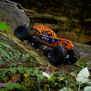 1/10 RBX10 Ryft 4X4 Brushless Rock Bouncer RTR