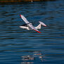 ICON A5 1.3m PNP