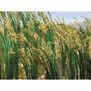 HO Reeds - 1" Tall (40/pk)
