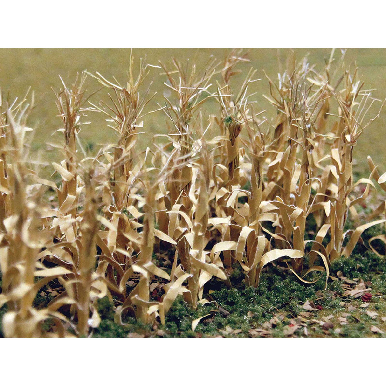 Dried Corn Stalks (30)